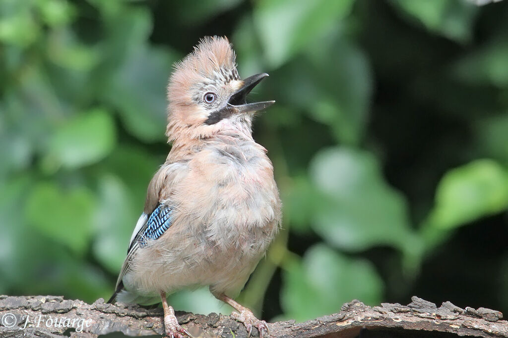 Geai des chênesadulte, identification, Comportement