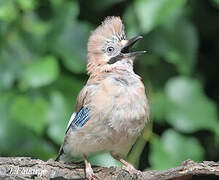 Eurasian Jay