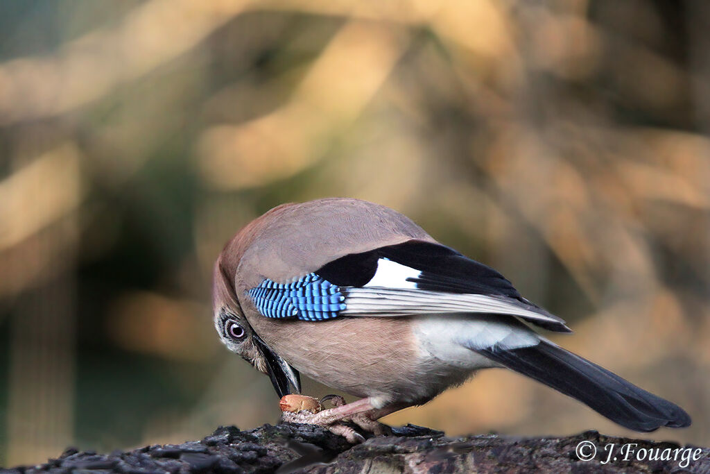 Eurasian Jay, identification, feeding habits, Behaviour