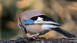 Eurasian Jay