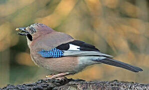 Eurasian Jay