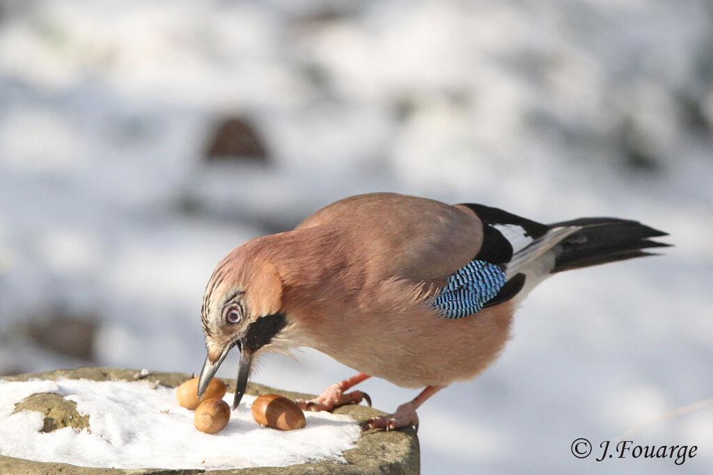 Eurasian Jay, identification, feeding habits, Behaviour