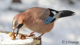 Eurasian Jay