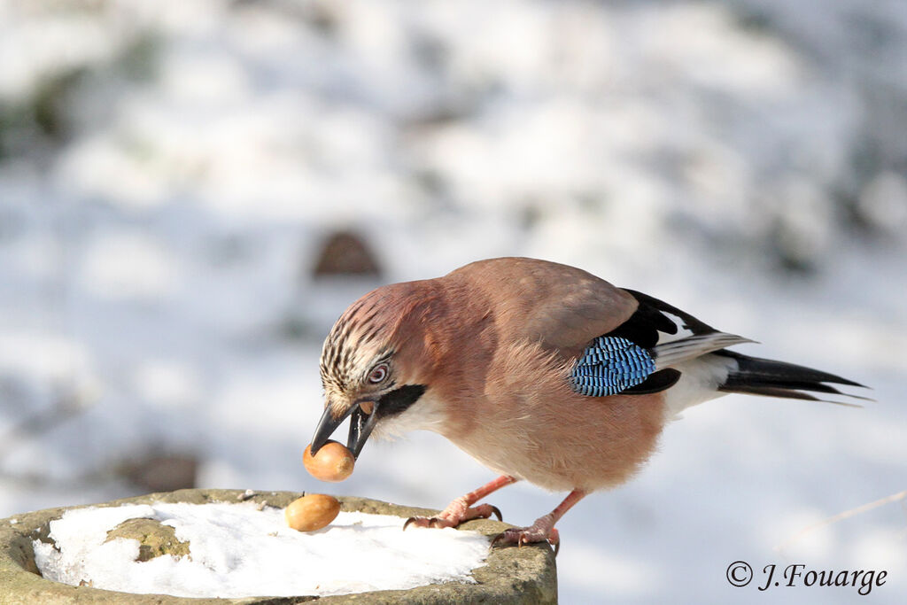 Eurasian Jay, identification, feeding habits, Behaviour