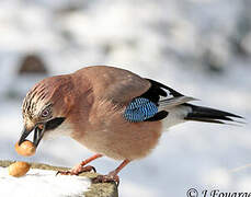 Eurasian Jay