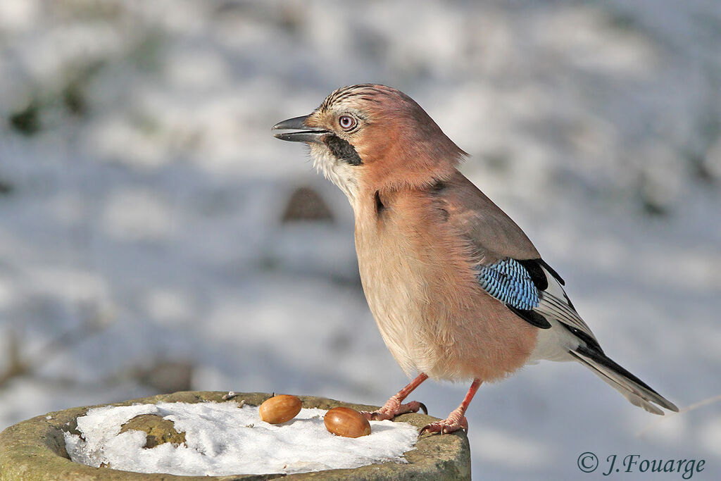 Geai des chênes, identification, régime, Comportement