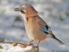 Eurasian Jay