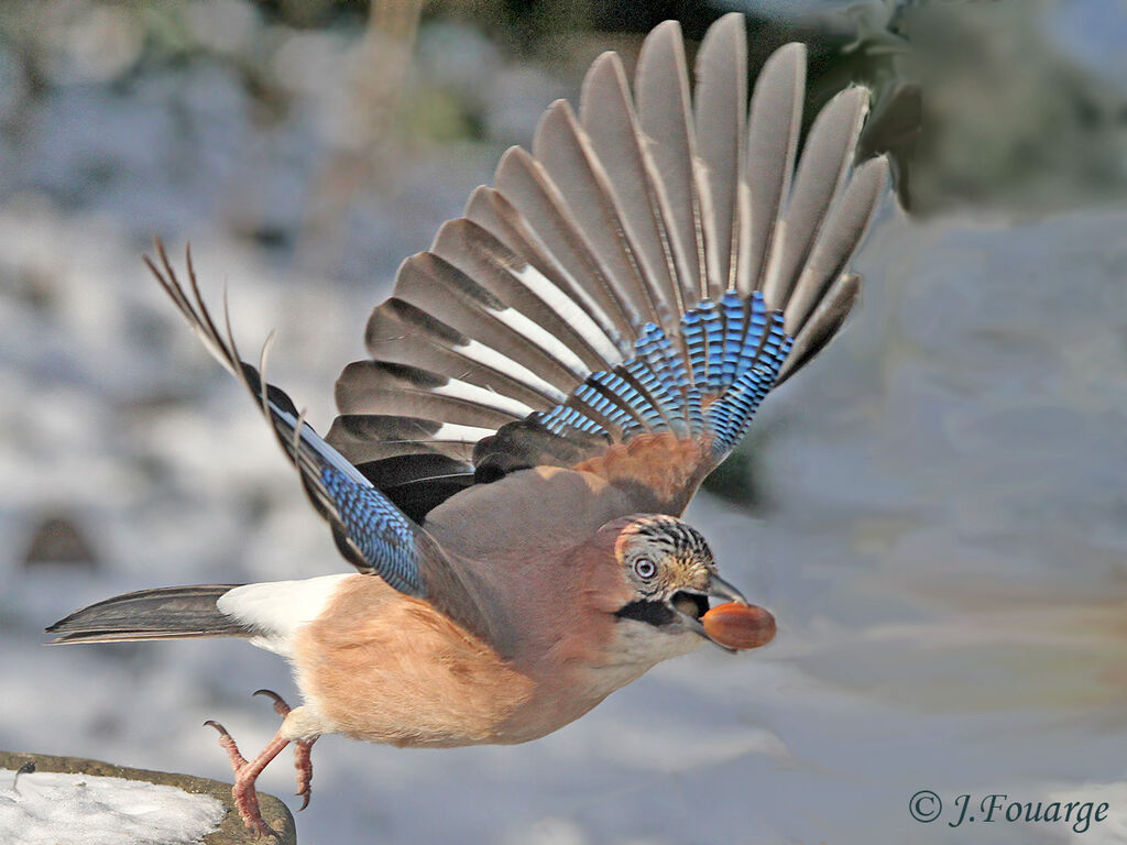 Eurasian Jay, Flight, feeding habits, Behaviour