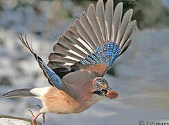 Eurasian Jay