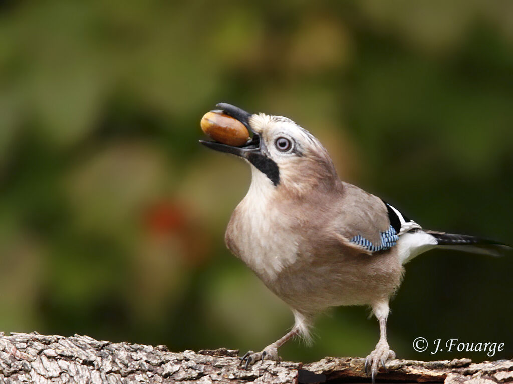 Eurasian Jay