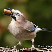 Eurasian Jay