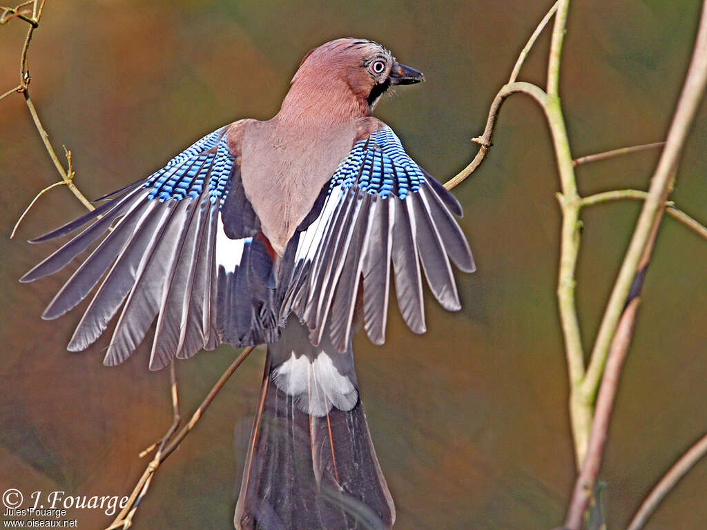 Eurasian Jayadult, aspect, pigmentation