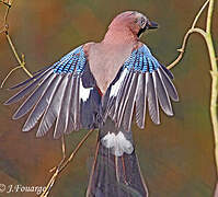 Eurasian Jay