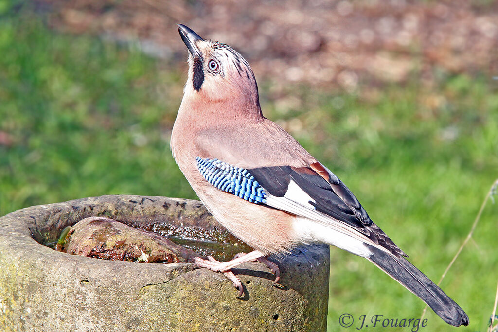 Eurasian Jay, identification, Behaviour