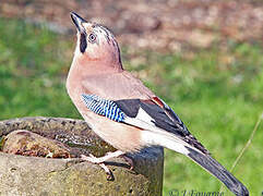 Eurasian Jay