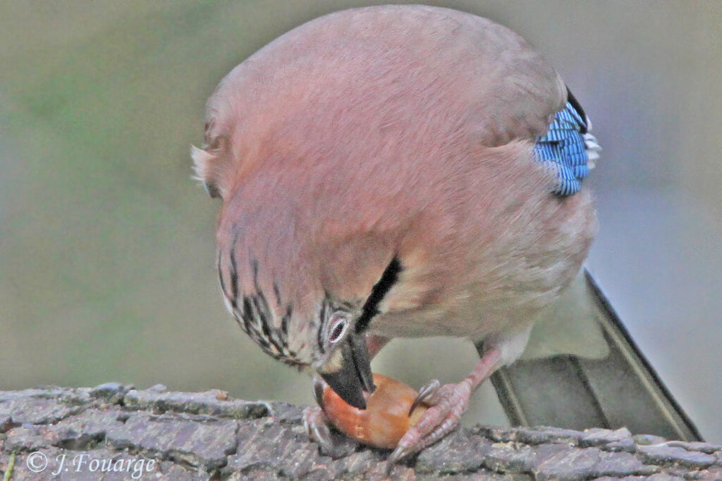 Geai des chênes, identification, régime, Comportement