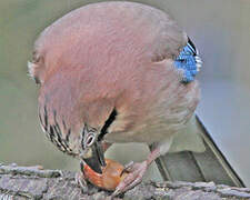 Eurasian Jay