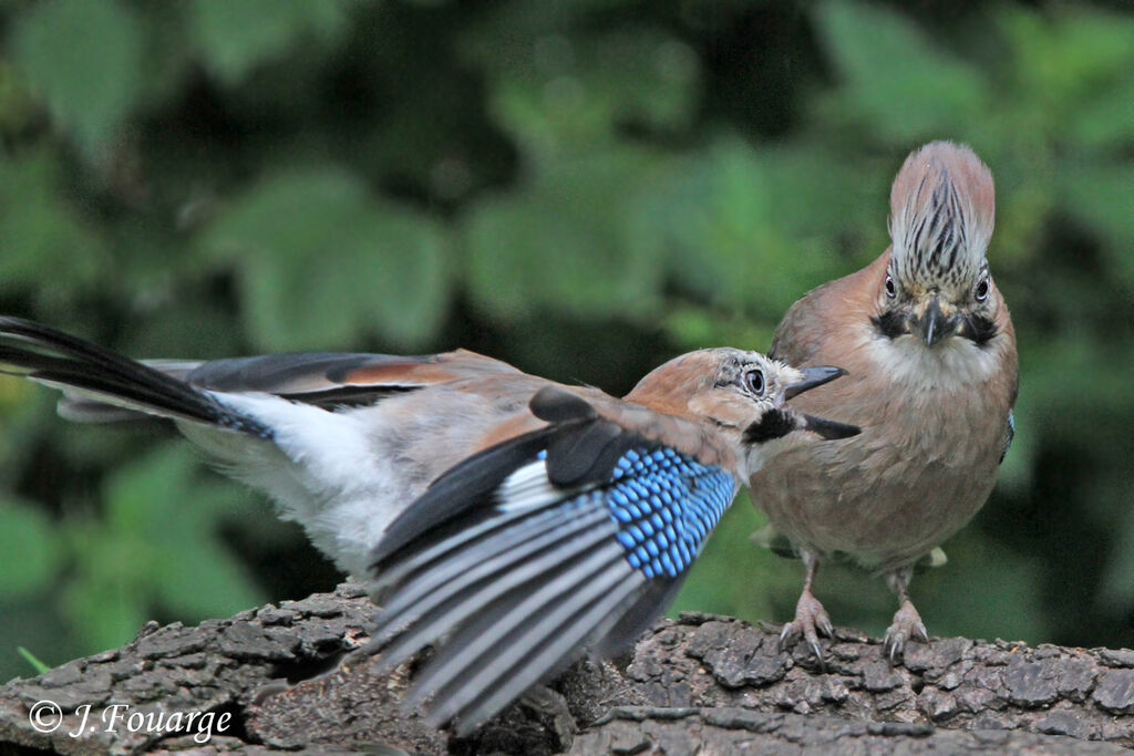 Eurasian Jay, identification, Reproduction-nesting, Behaviour