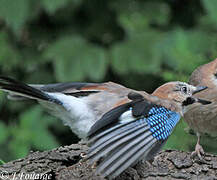 Eurasian Jay