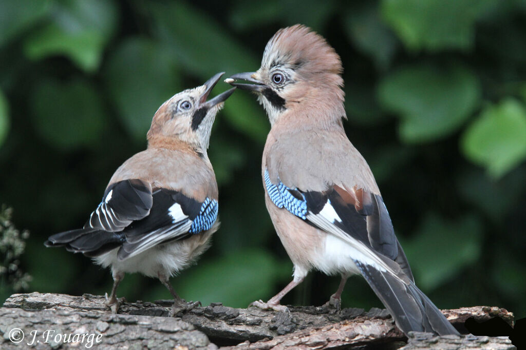 Eurasian Jay, identification, Reproduction-nesting, Behaviour