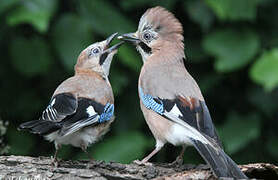 Eurasian Jay