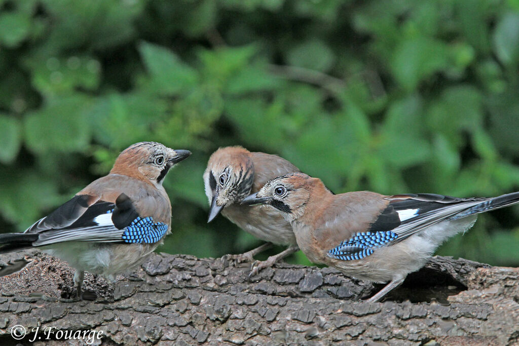 Eurasian Jay, identification, Behaviour