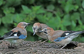 Eurasian Jay