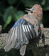 Eurasian Jay