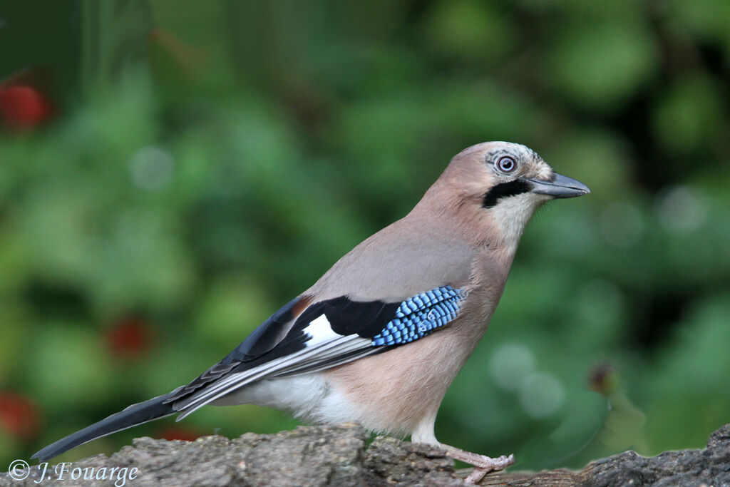 Geai des chênes, identification