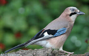 Eurasian Jay