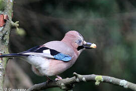 Eurasian Jay