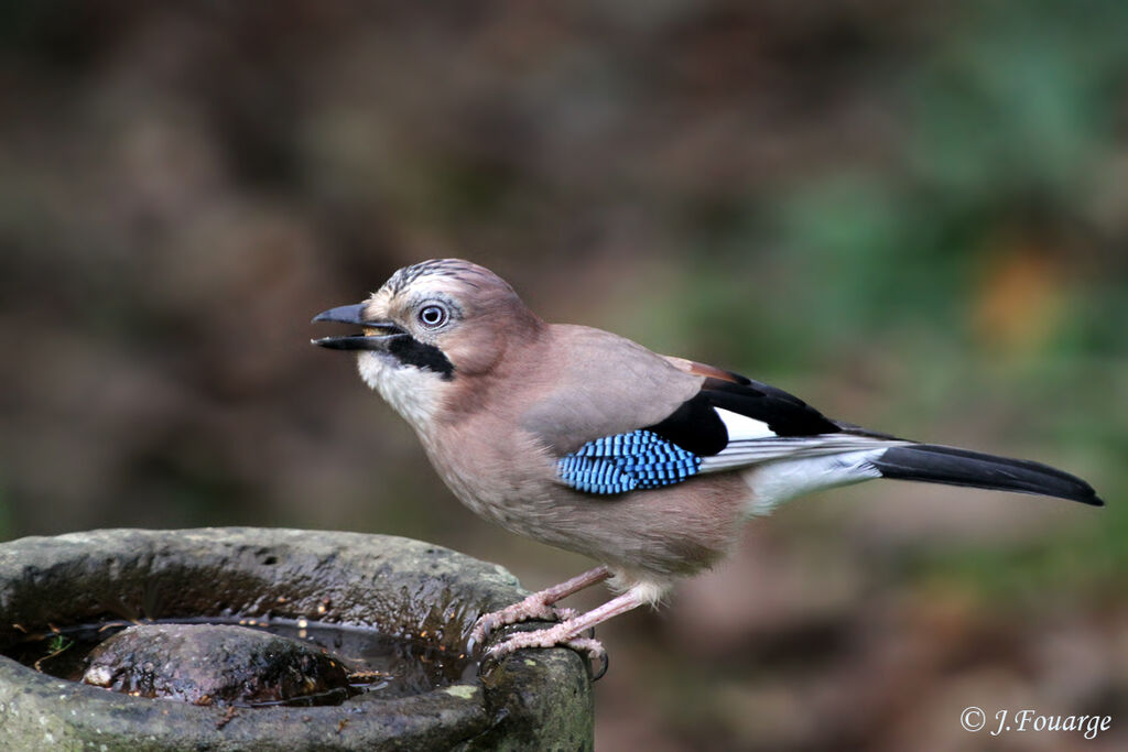 Geai des chênes, identification, Comportement