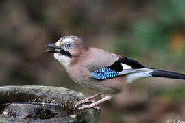 Eurasian Jay