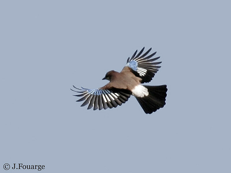 Eurasian Jay