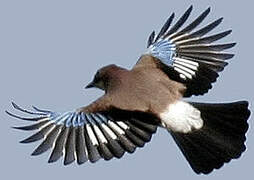 Eurasian Jay