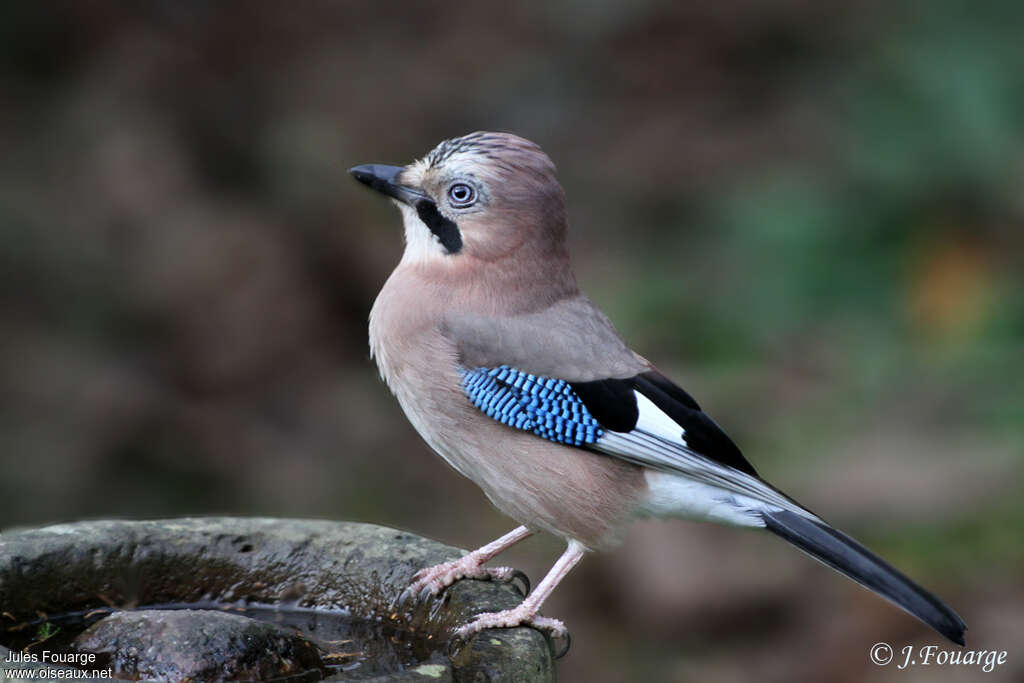 Geai des chênesadulte, identification