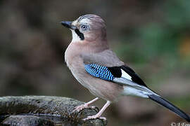 Eurasian Jay