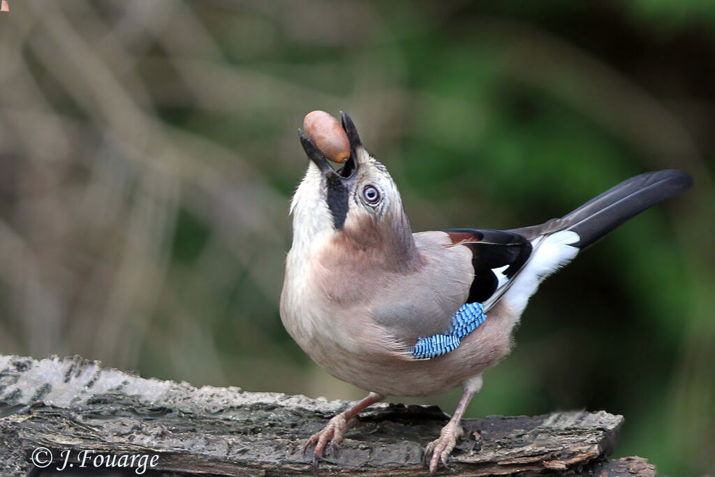 Eurasian Jay, identification, feeding habits, Behaviour