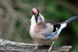 Eurasian Jay