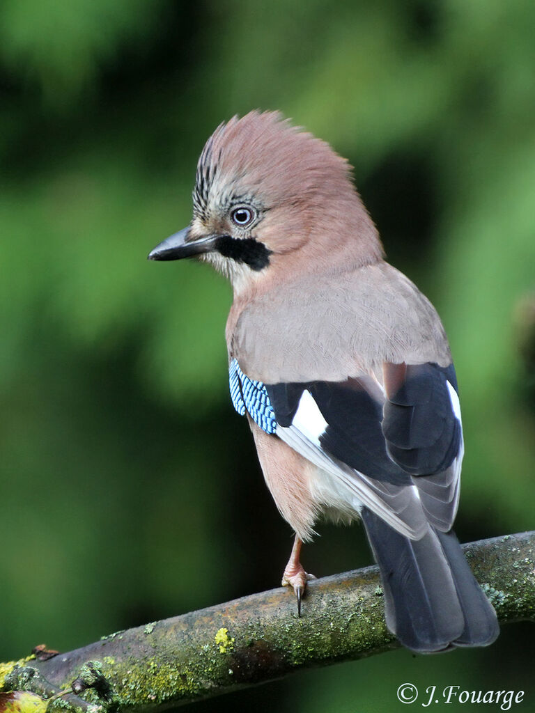 Geai des chênes