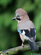 Eurasian Jay