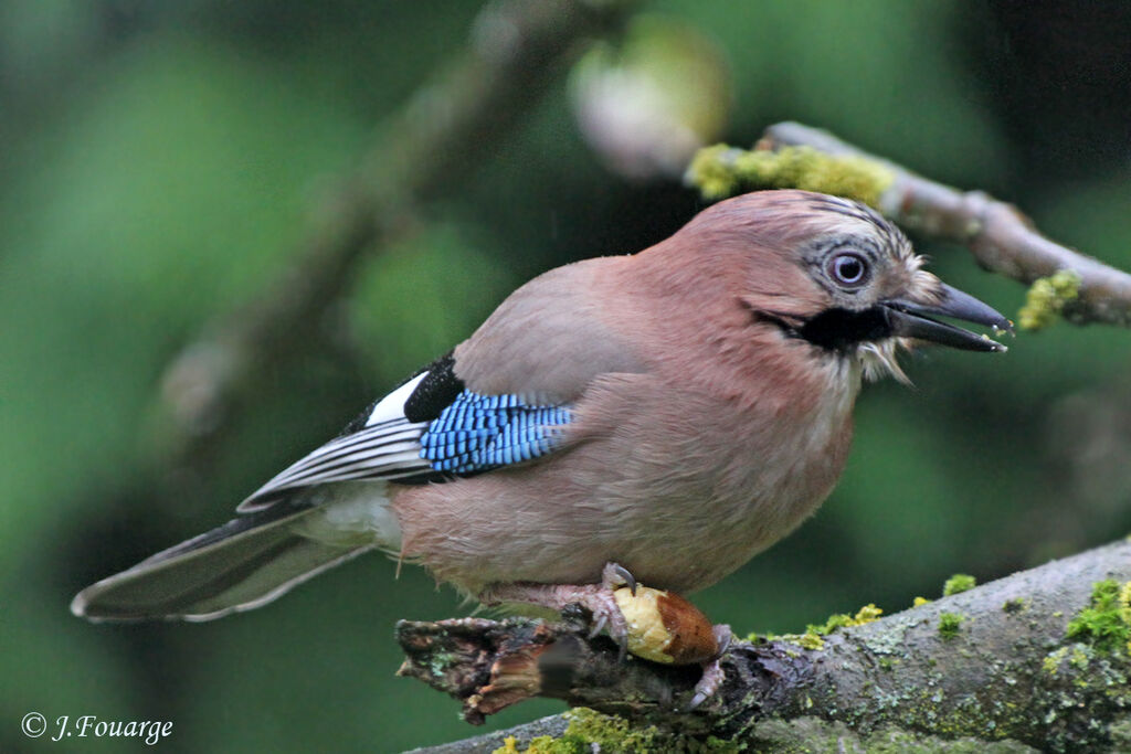 Eurasian Jay, identification, feeding habits, Behaviour