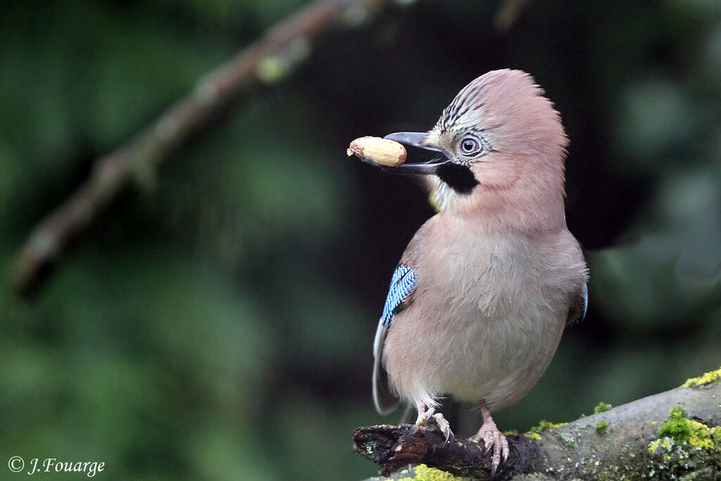 Eurasian Jay, identification, feeding habits, Behaviour