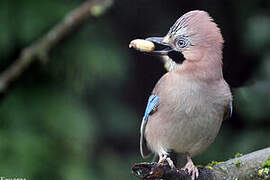 Eurasian Jay