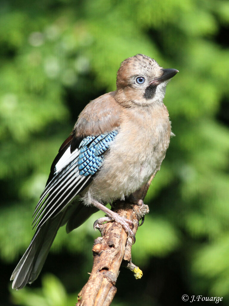 Geai des chênesjuvénile, identification