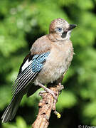 Eurasian Jay