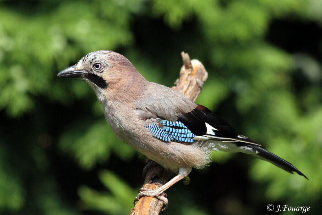 Eurasian Jayadult, identification