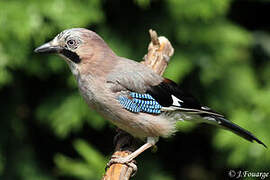 Eurasian Jay