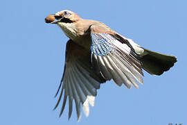 Eurasian Jay