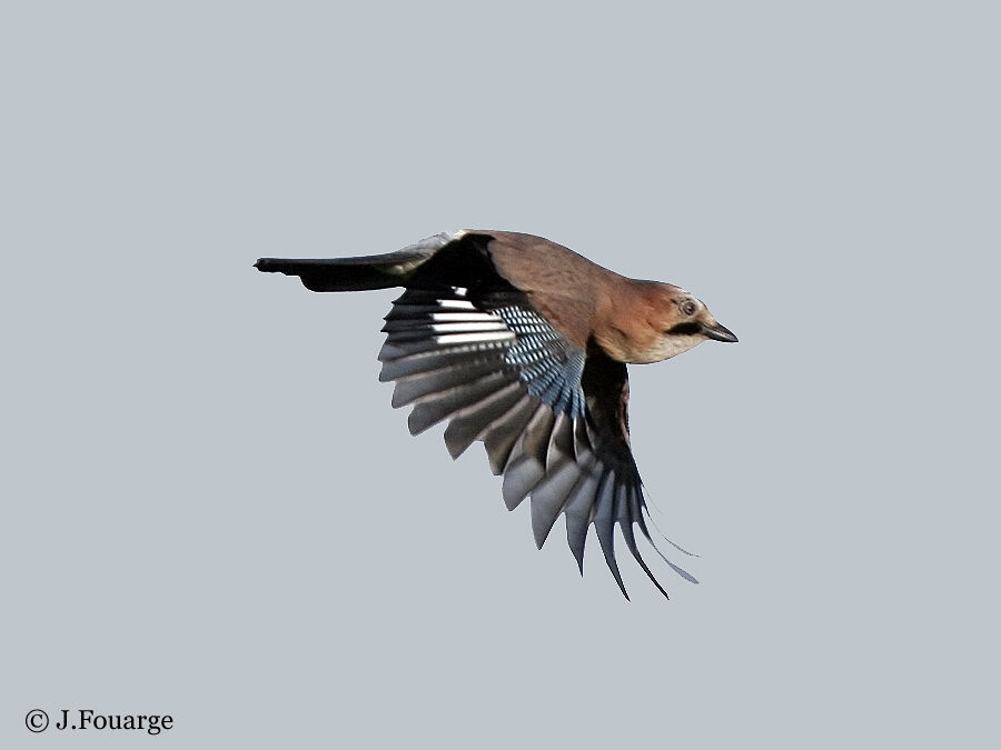 Eurasian Jay